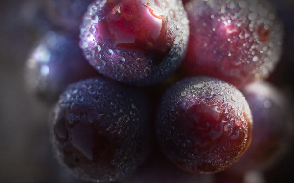 vers la biodynamie au domaine Berthelemot